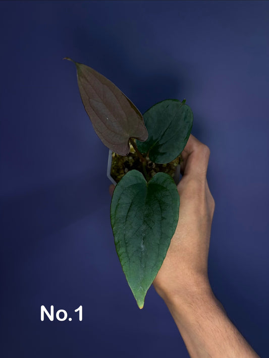 Anthurium (Papillilaminum RL × FS) × dressleri RG F2