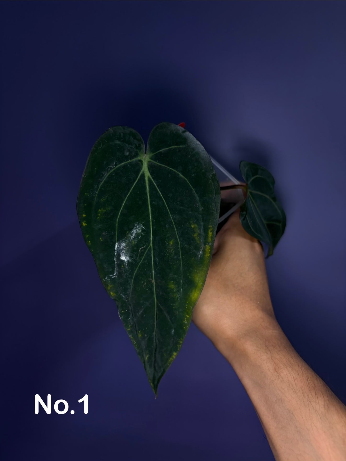 Anthurium Dressleri RG F2 × Carlablackiae - clone