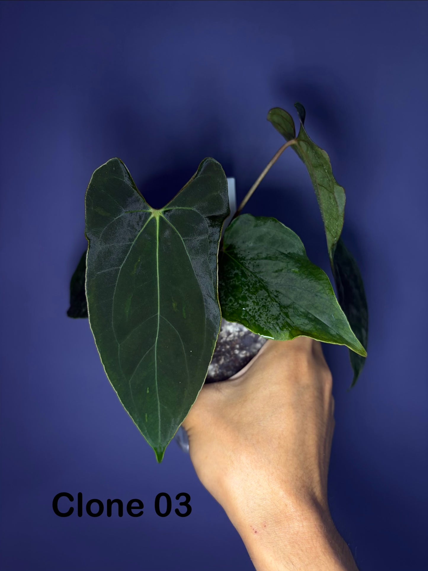 Anthurium papillilaminum ‘Ralph Lynam’ × self (selected #4)