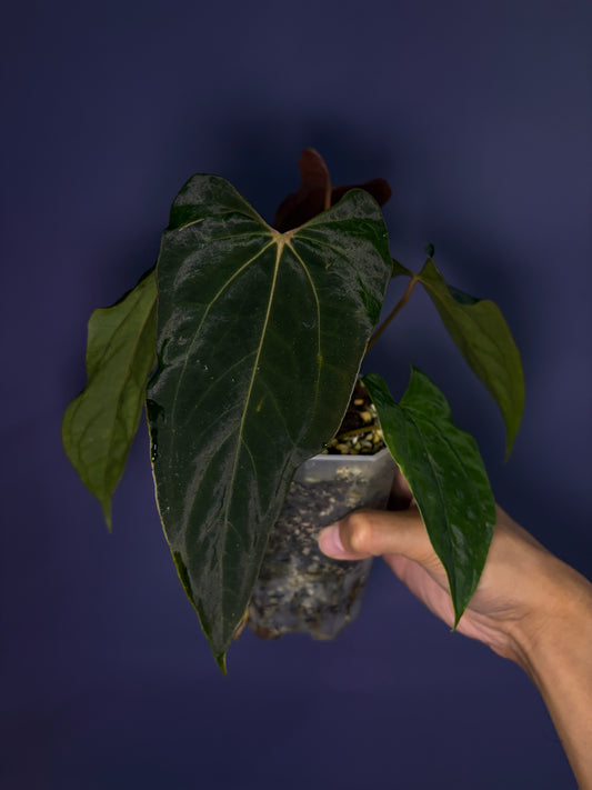 Anthurium papillilaminum ‘Ralph Lynam’ × self (selected #4)