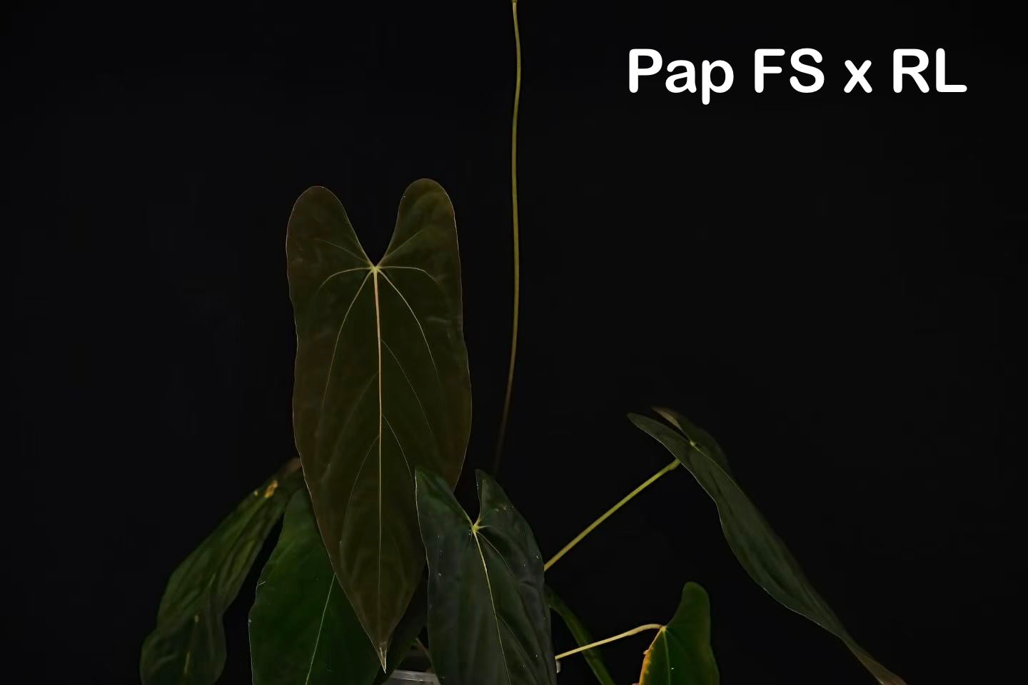 Anthurium Papi ‘Ree Gardens’ × (FS × RL)