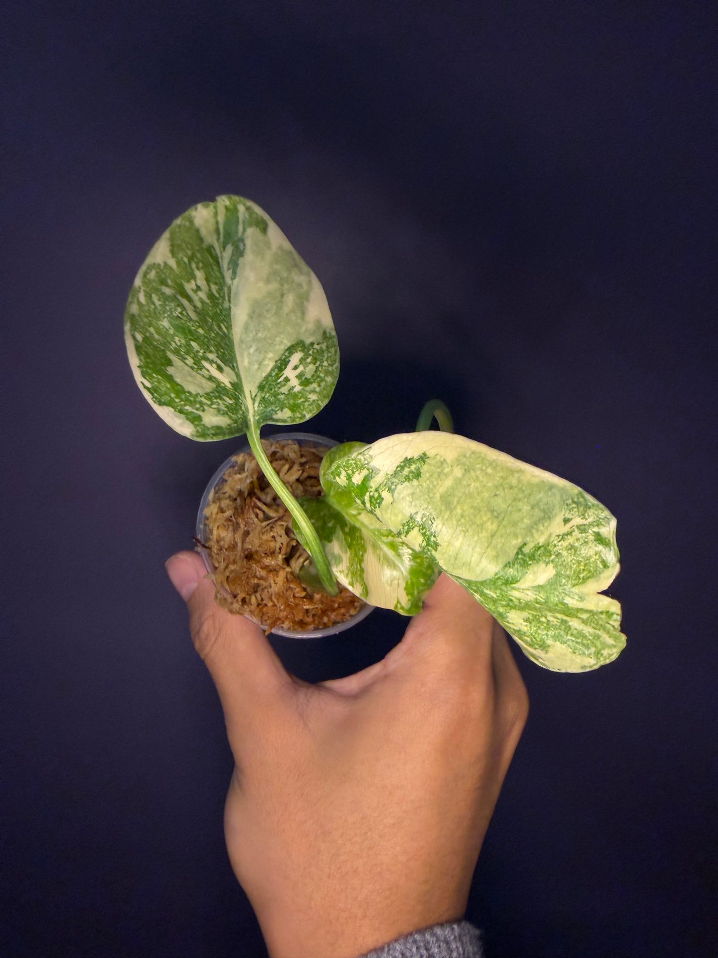 Monstera Thai Constellation (high variegated)