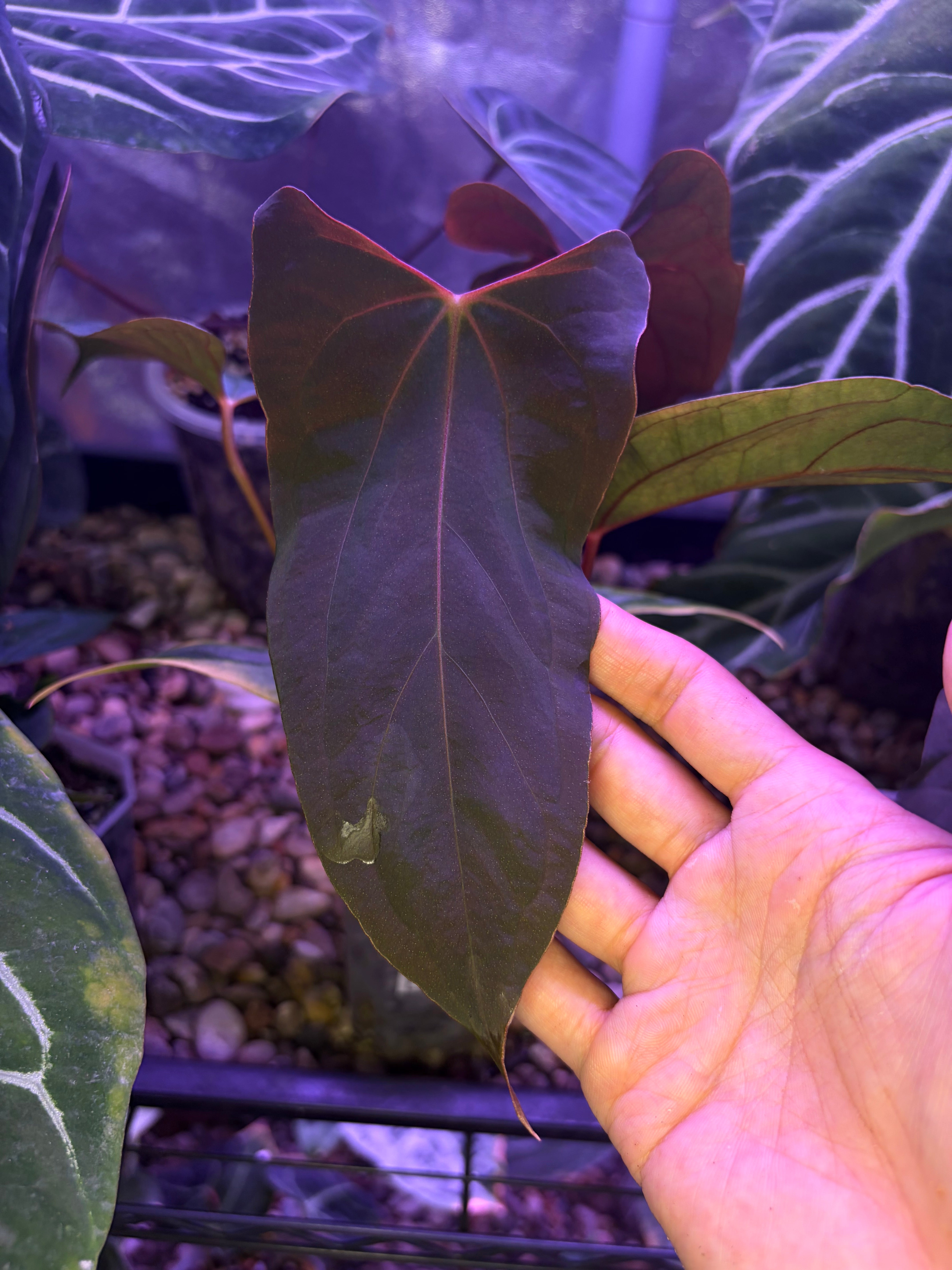Anthurium papillilaminum 'Ralph Lynam' S1 – Secret Foliage