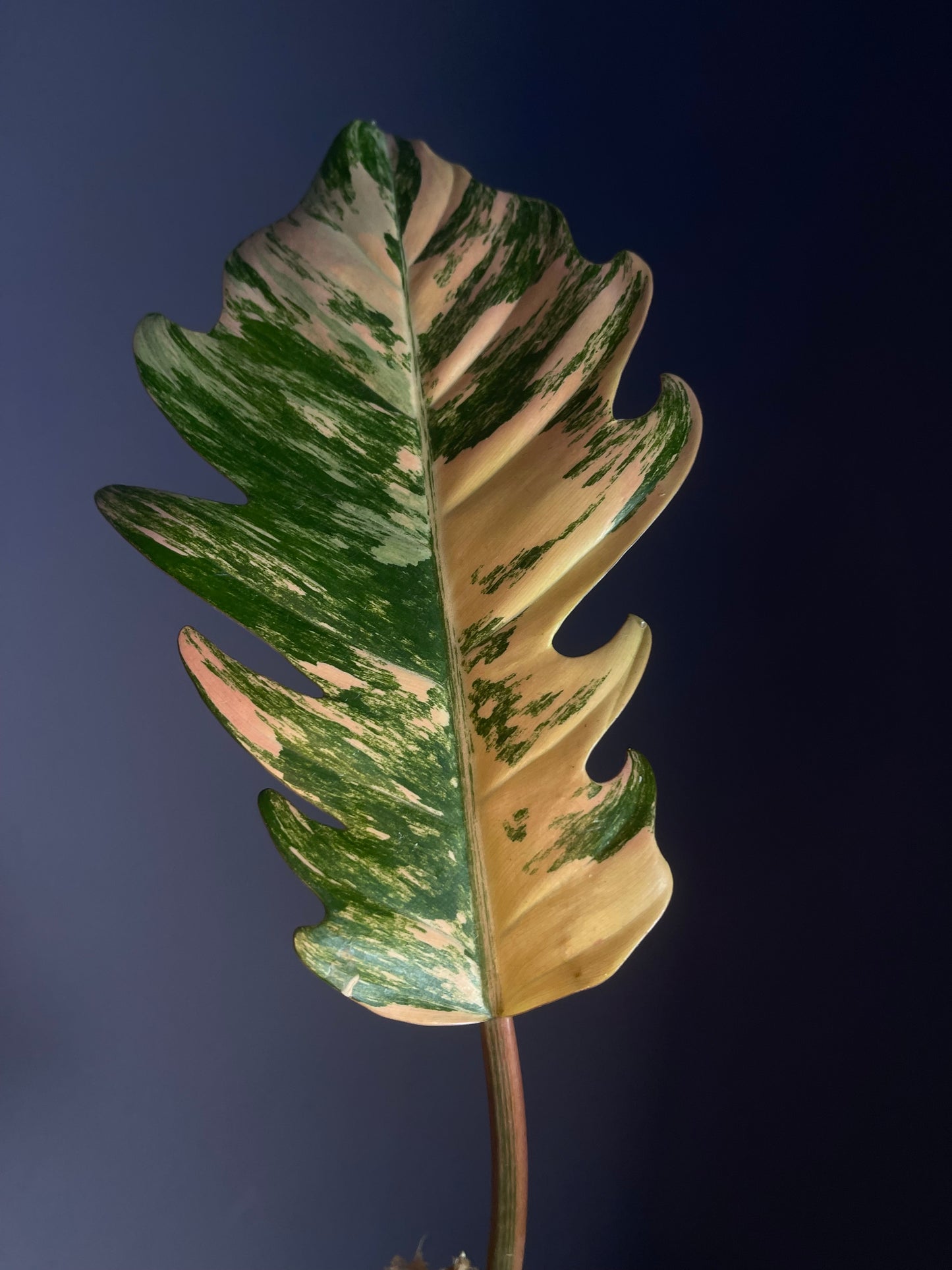 Philodendron Caramel Marble Variegata (rooted cuttings)
