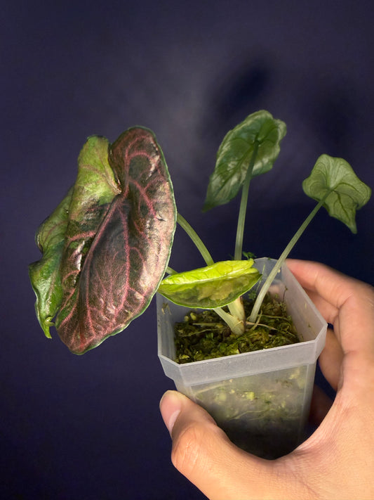 Alocasia Azlanii Aurea variegata