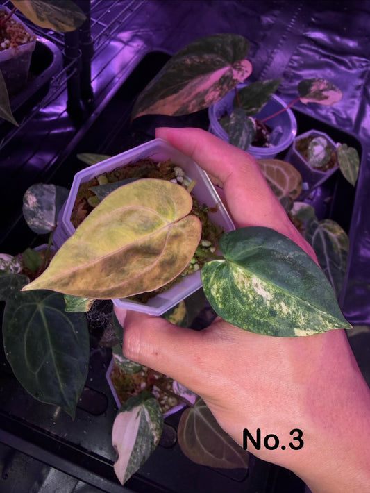 Anthurium papillilaminum var. × ‘Black cherry’