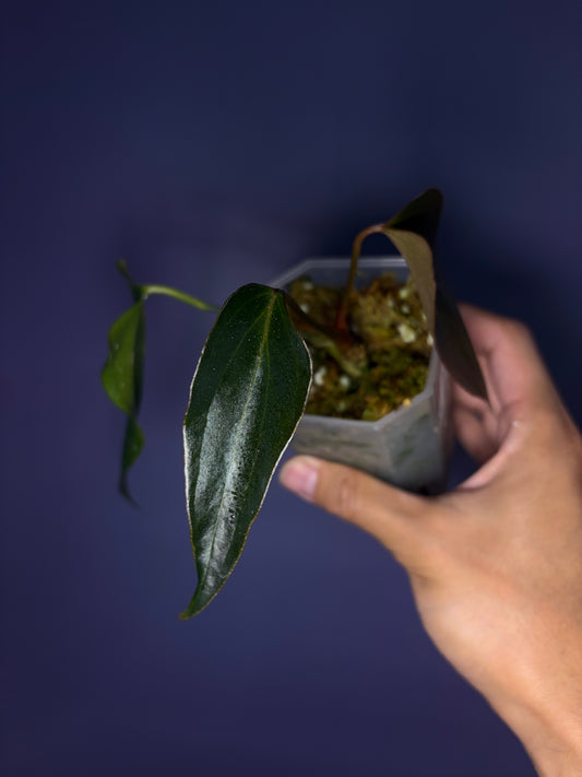 Anthurium ‘Black Sweet’ SF2