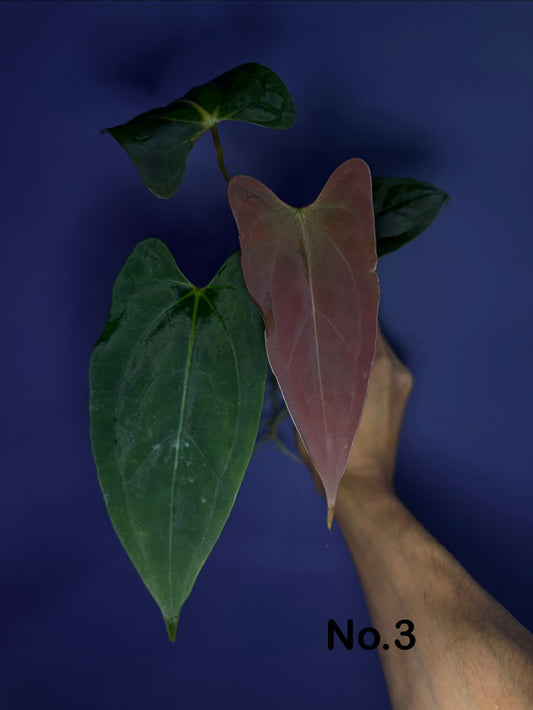 Anthurium subsignatum velvet × papillilaminum ‘Ralph Lynam’ OG