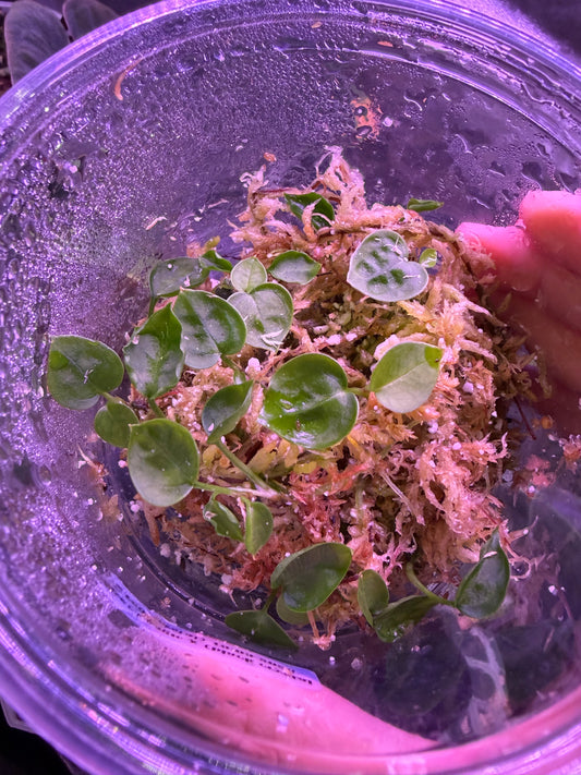 Seedling: ‘Silver boogie’ × Crystallinum (‘black’ × ‘red’) #5