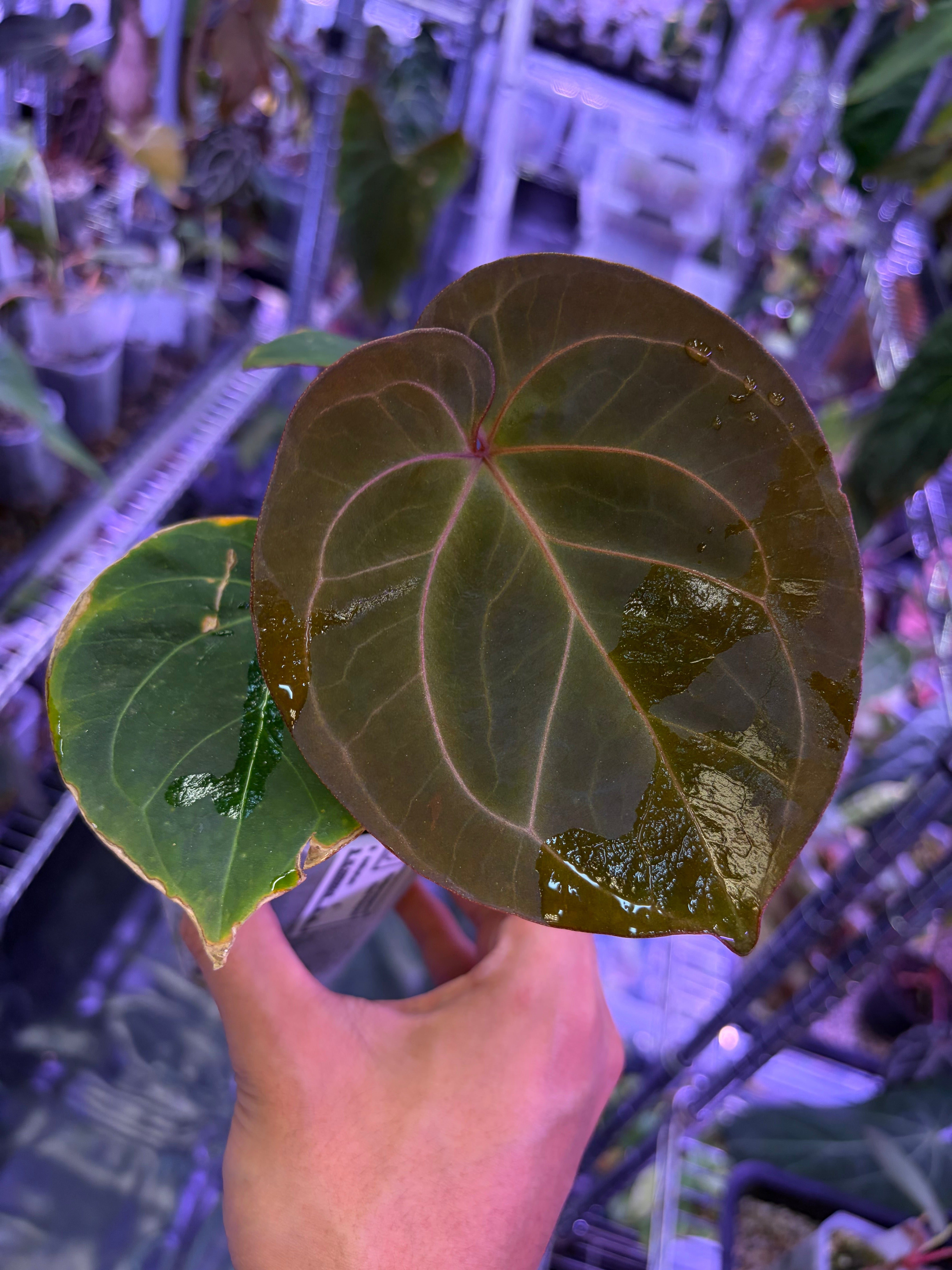 Anthurium King of Spades (KOS) HU – Secret Foliage