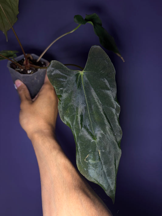 Anthurium papillilaminum (‘Fort Sherman’ × ‘Ralph Lynam’) × self