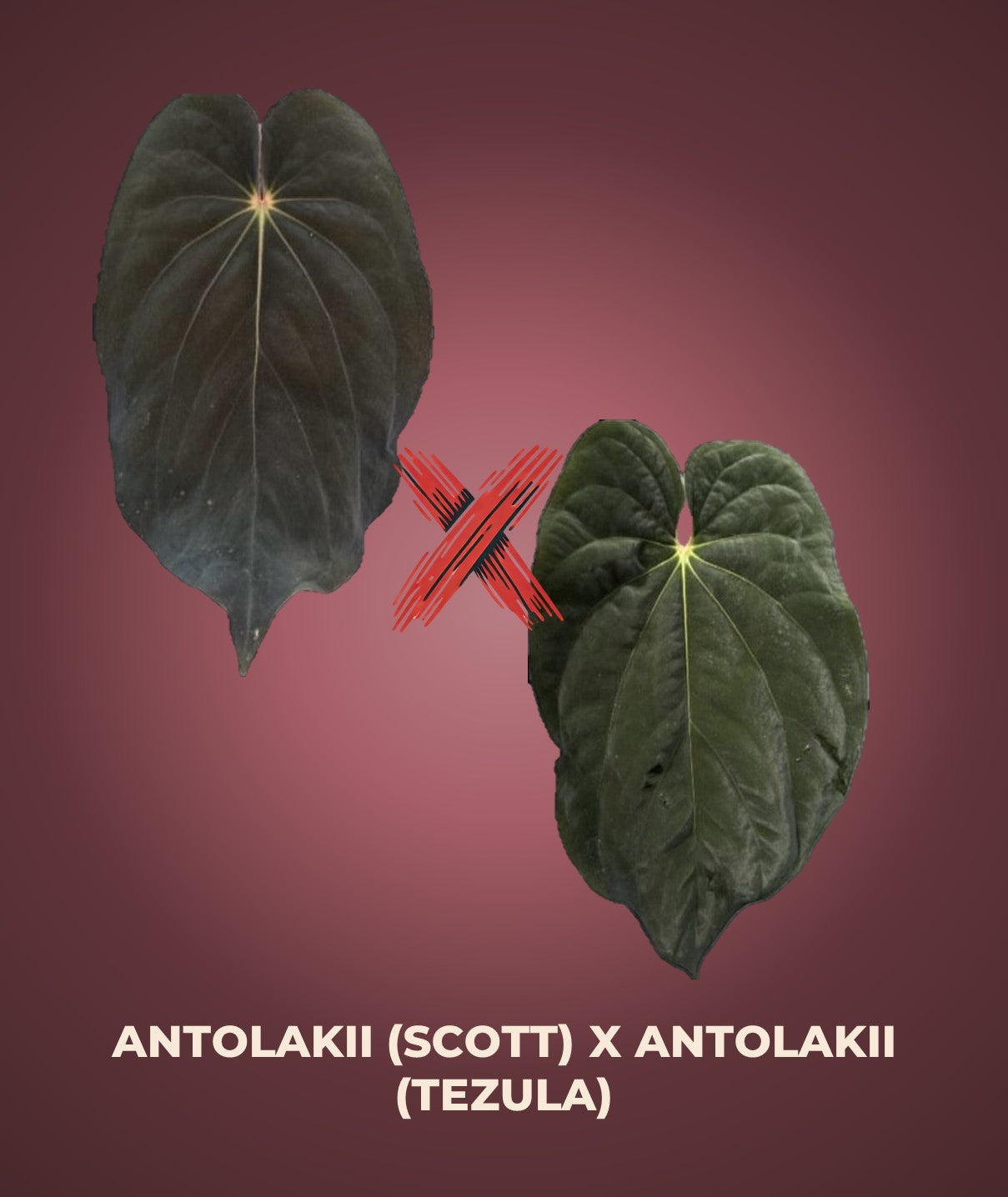 Anthurium Antolakii/BVEP (Scott × Tezula)