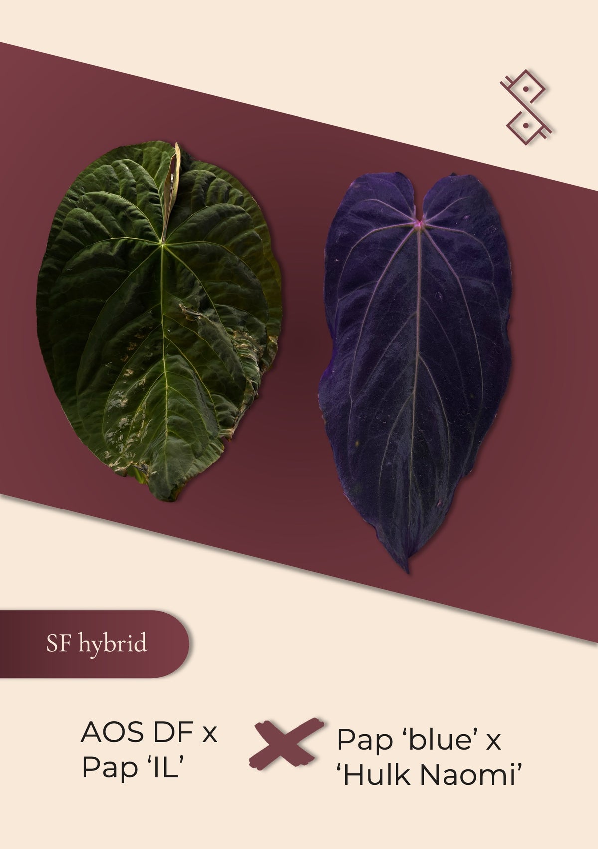 Seedling: (AOS ‘DF’ × Pap ‘IL’) × Pap (‘Blue’ × 'Hulk Naomi')
