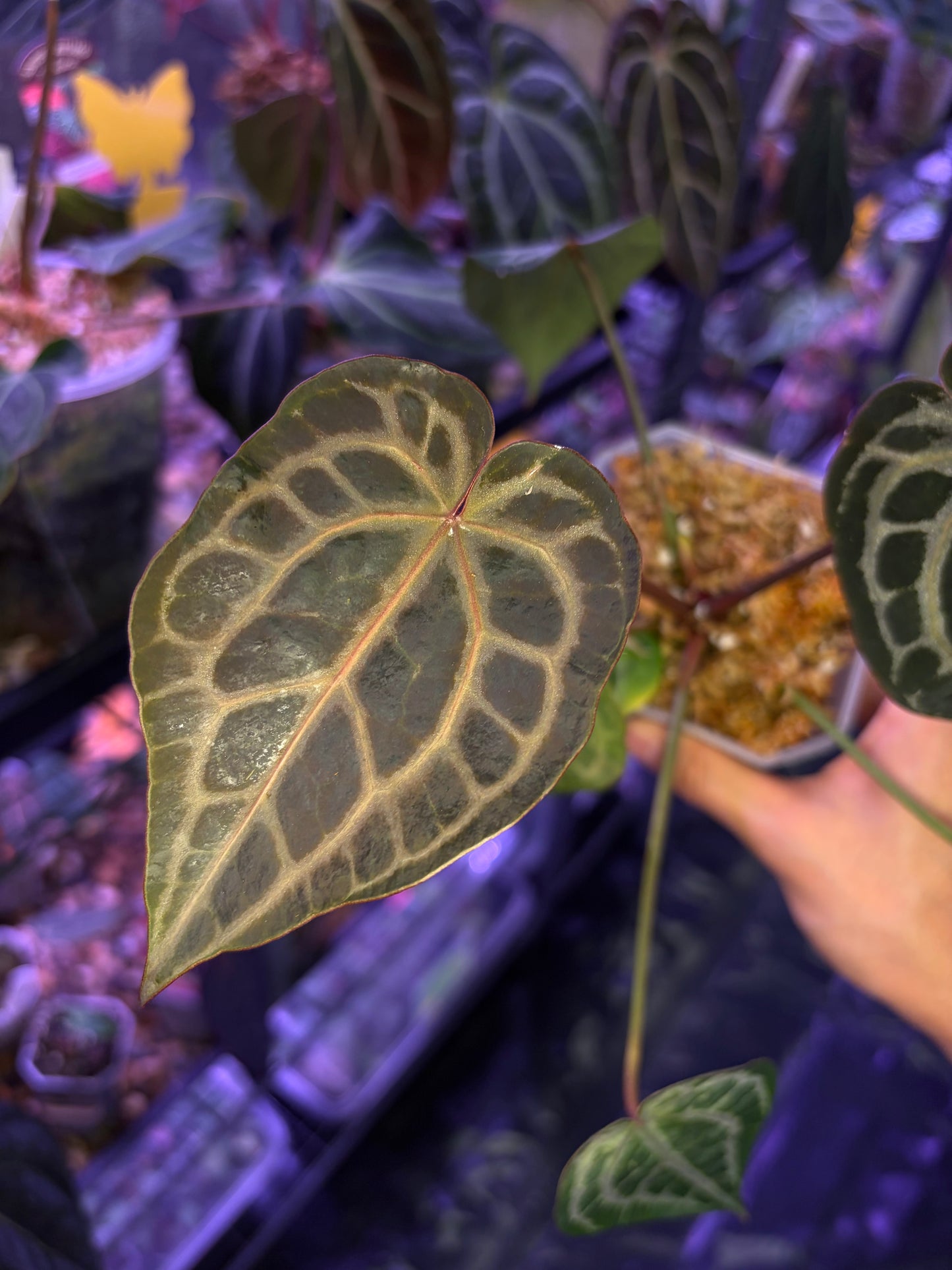 DocBlock Crystallinum® '8' x Red Crystal® '12