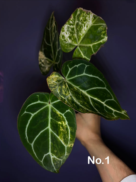 Anthurium crystallinum variegata