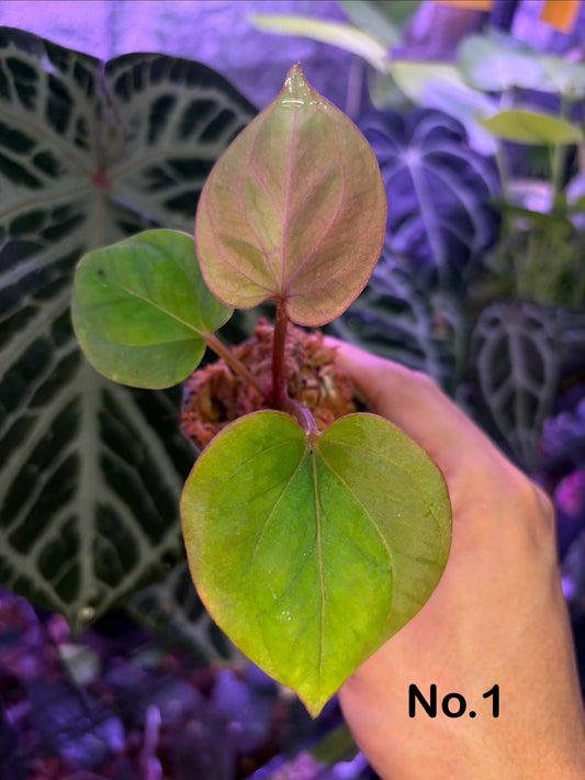 Anthurium King of Spades HU 'Golden'