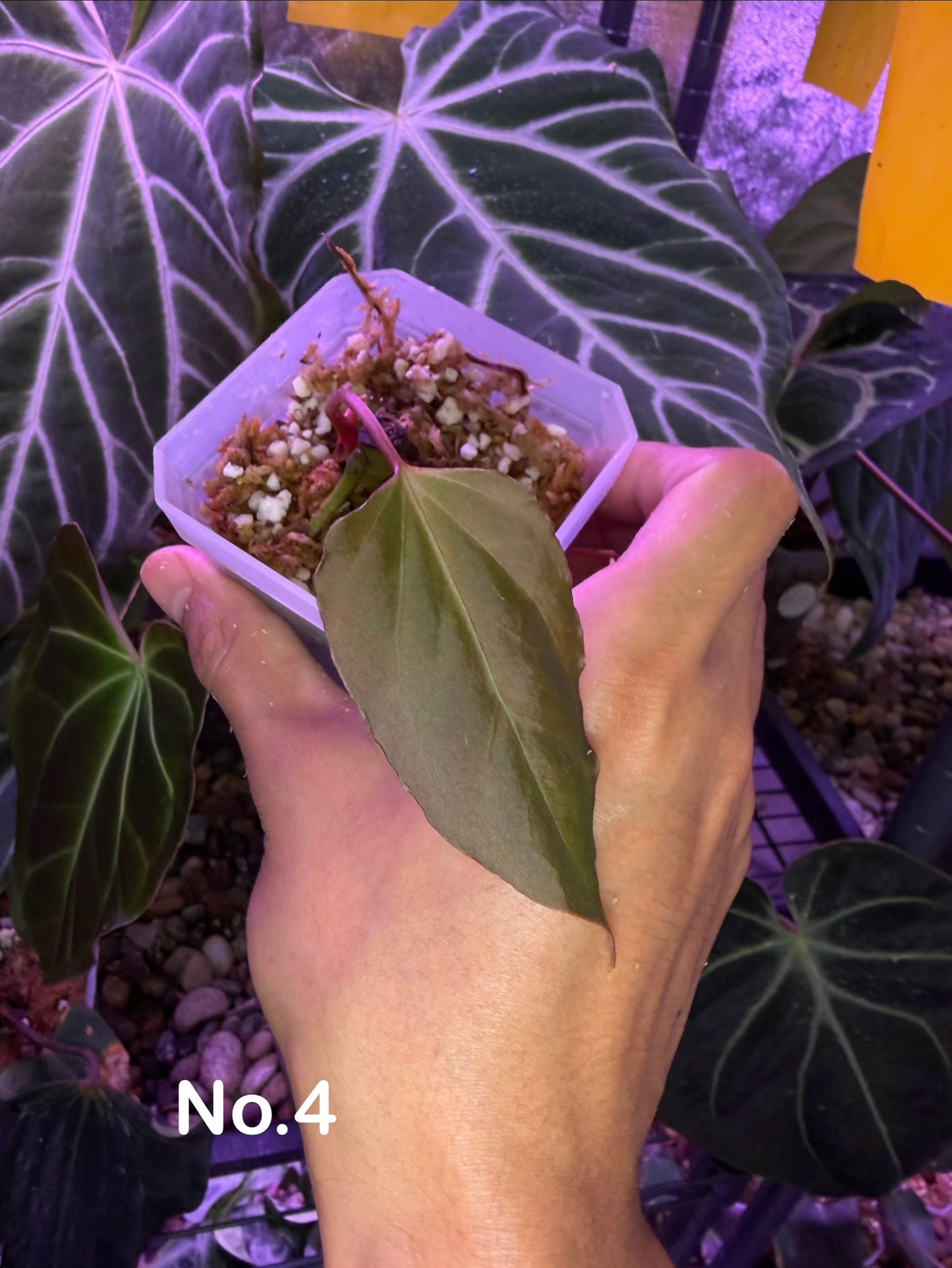 Anthurium Blue Papillilaminum × Indo Portillae (selected)