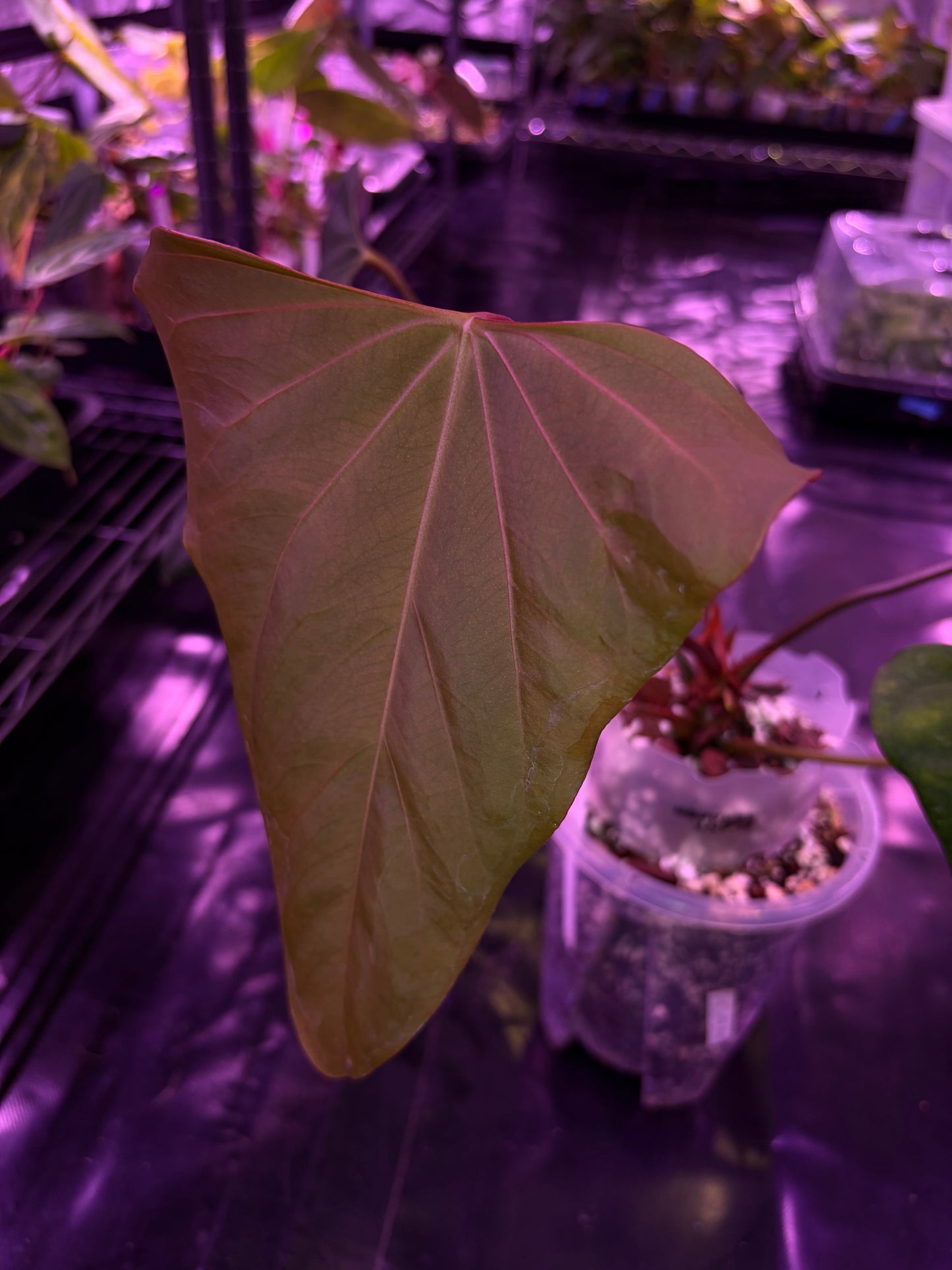 Anthurium ‘Black Sweet’ SF1 - mother plant