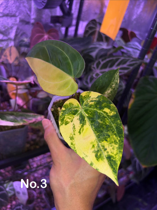 Anthurium papillilaminum var. × ‘Black cherry’