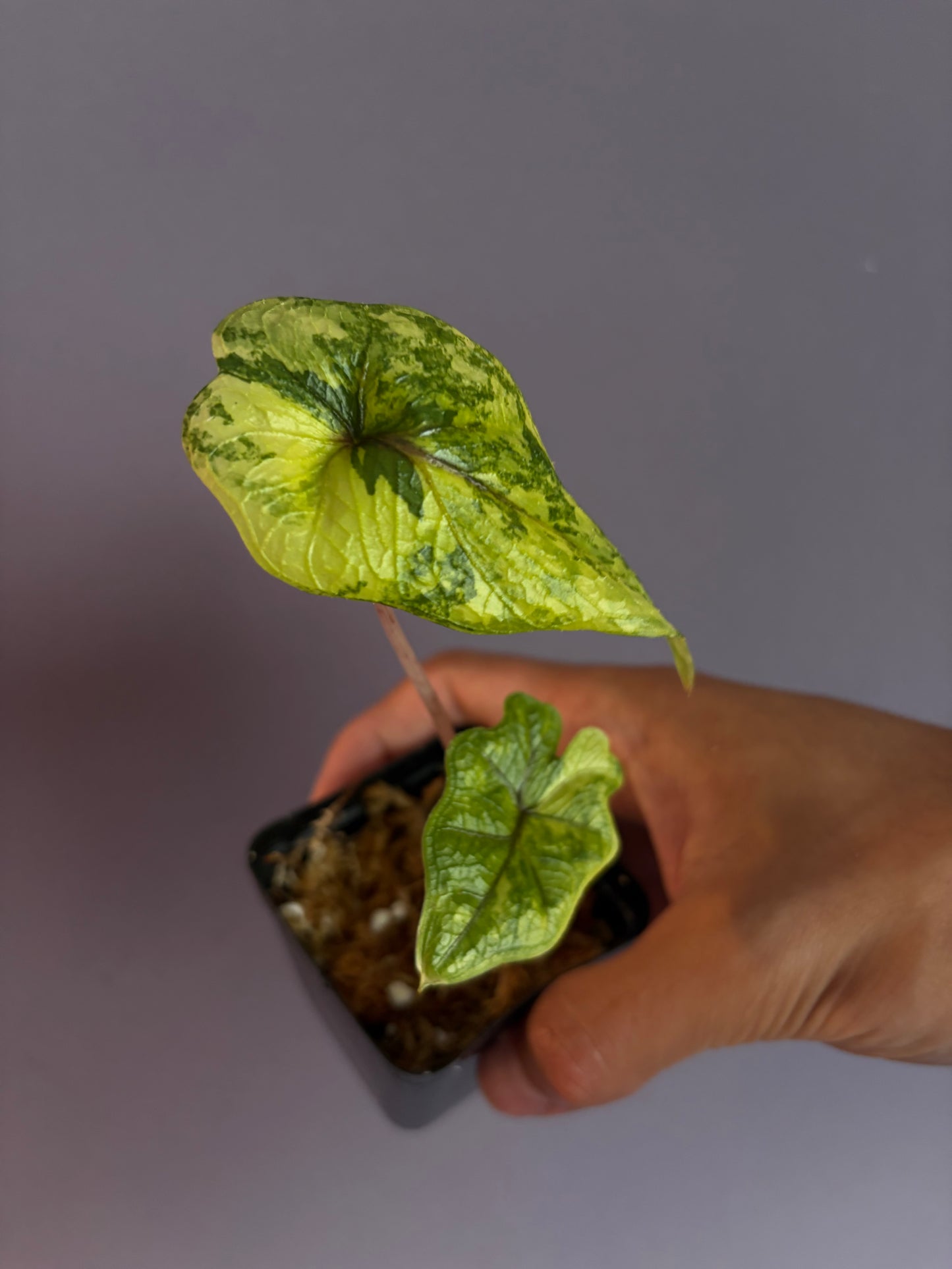 Alocasia Jacklyn variegata