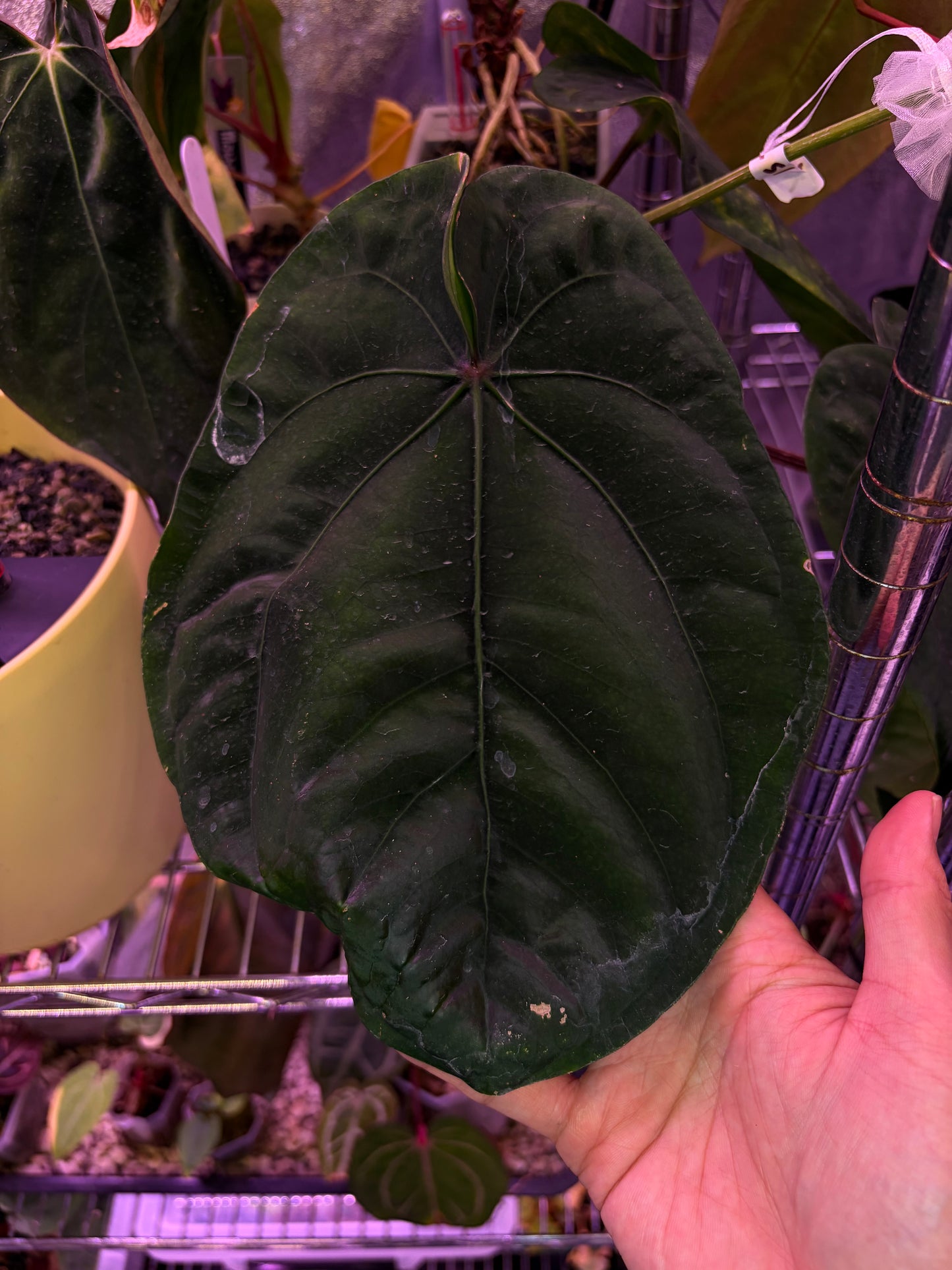 Anthurium NSE dressleri Eli’s clone