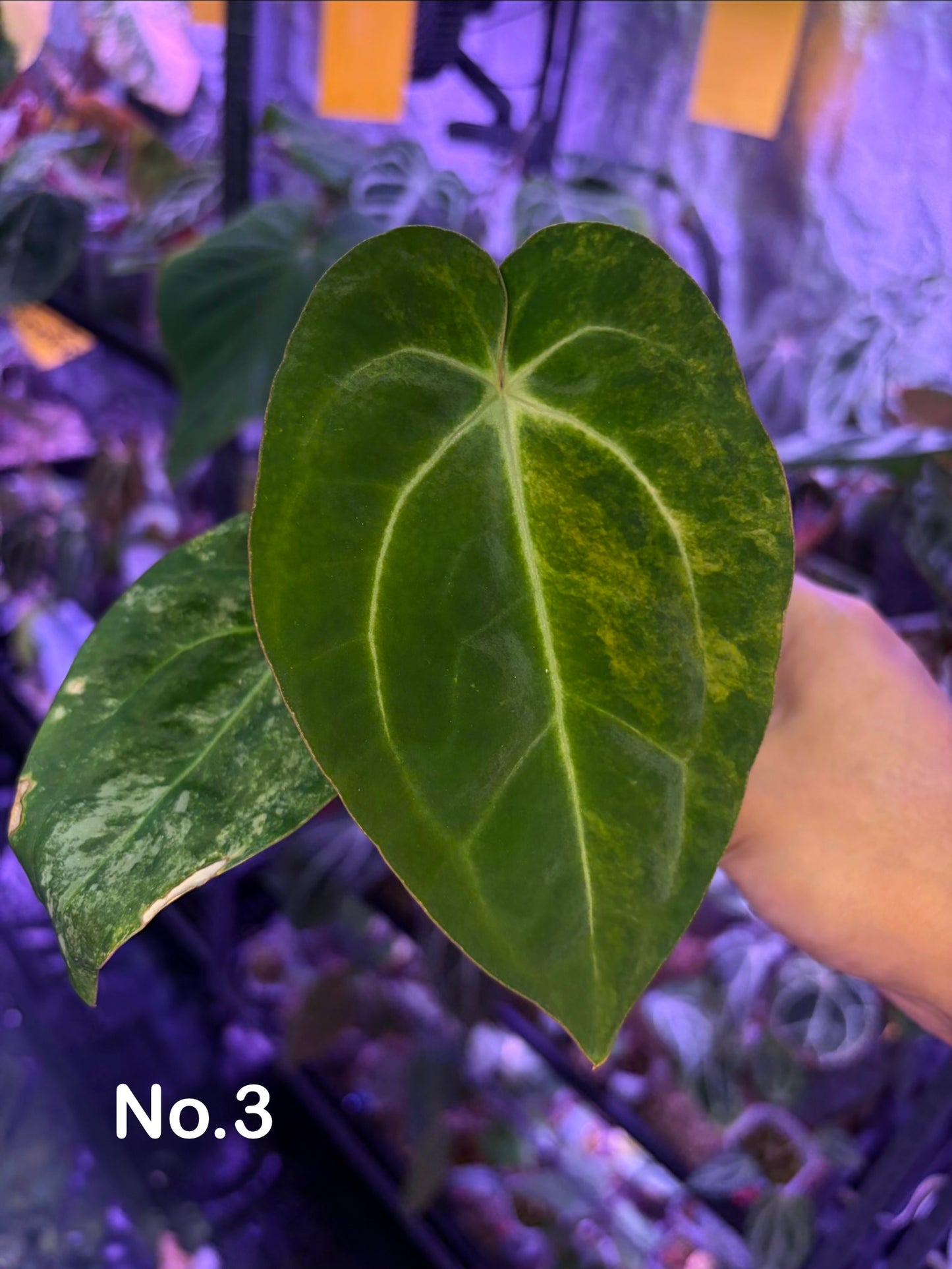Anthurium papillilaminum var. × carlablackiae