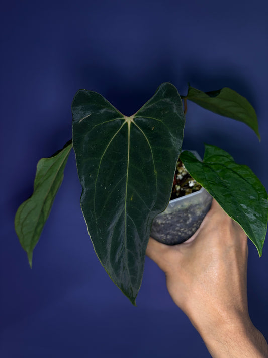 Anthurium papillilaminum ‘Ralph Lynam’ × self (selected #4)