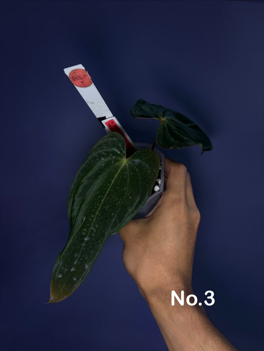 Anthurium BVEP (OG2 × OG1)