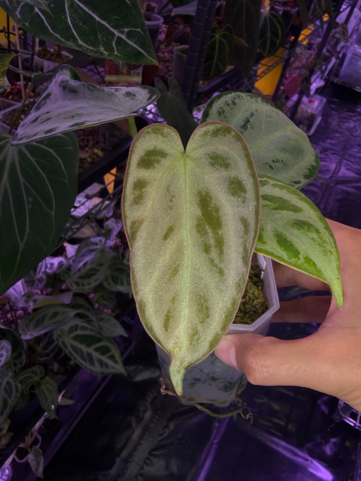 Anthurium Silver blush (full silver selected #1)