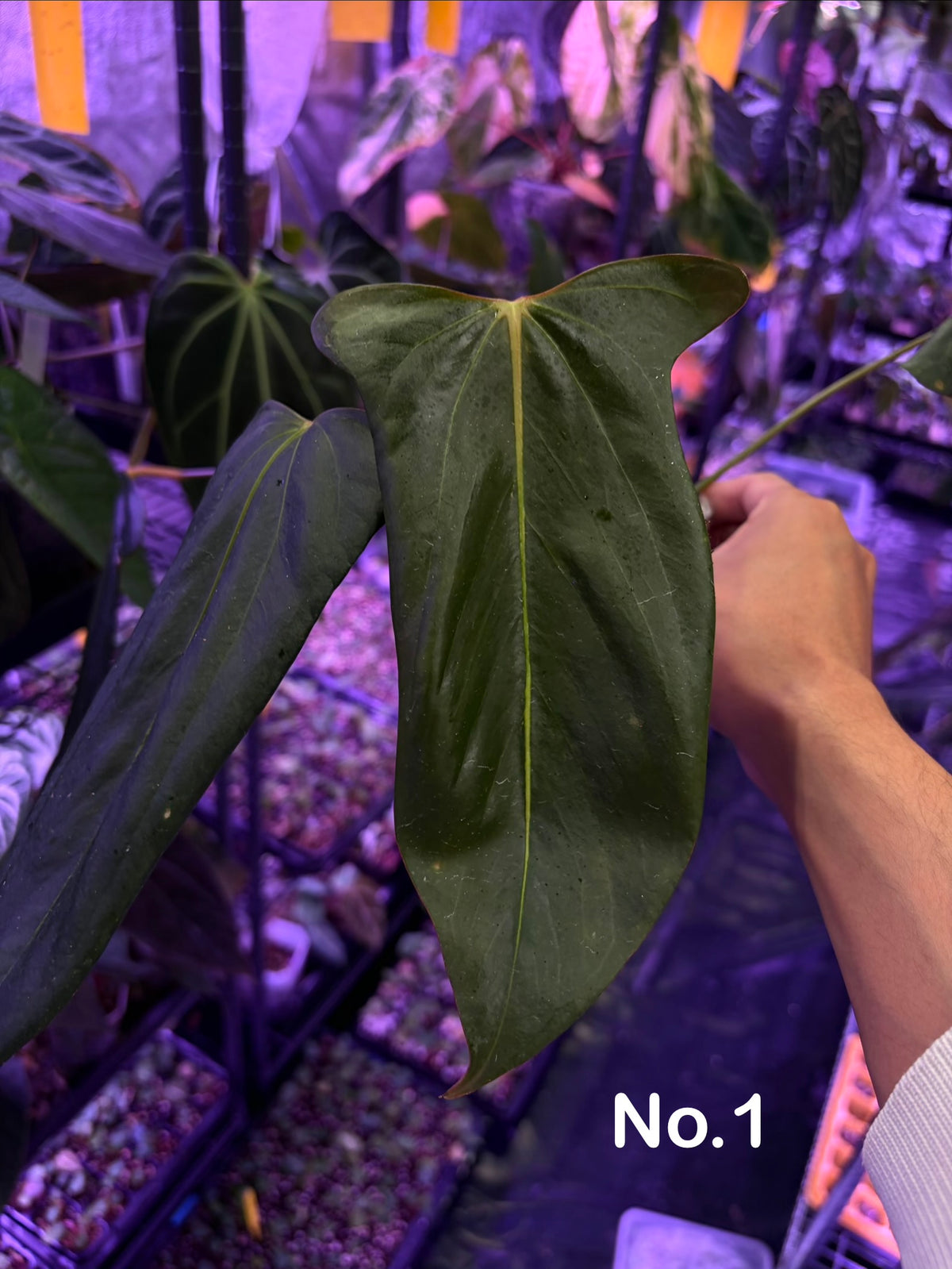 Anthurium ‘Black war’ - Indo Aroid clone