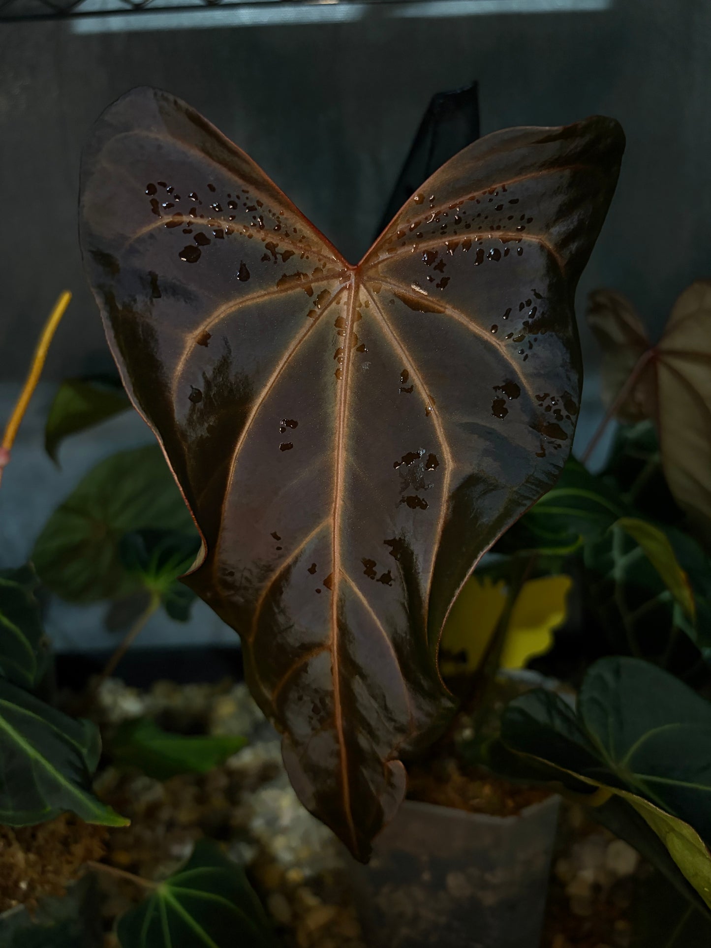 Anthurium Dark & handsome ‘9’ × Red velvet cake ‘24’ - wide form