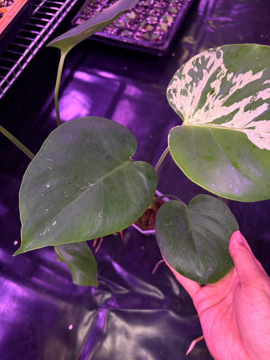 Monstera ‘Bulbasaur’ - less variegated
