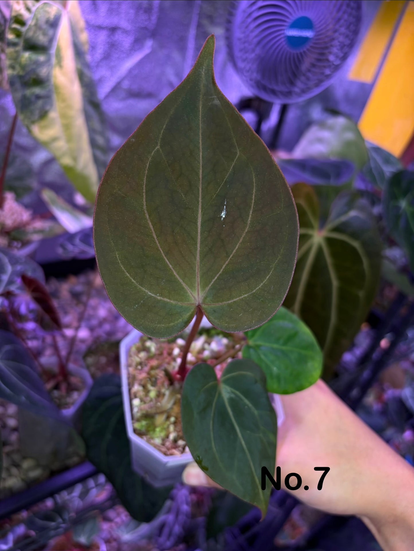 Anthurium King of Spades (KOS) HU