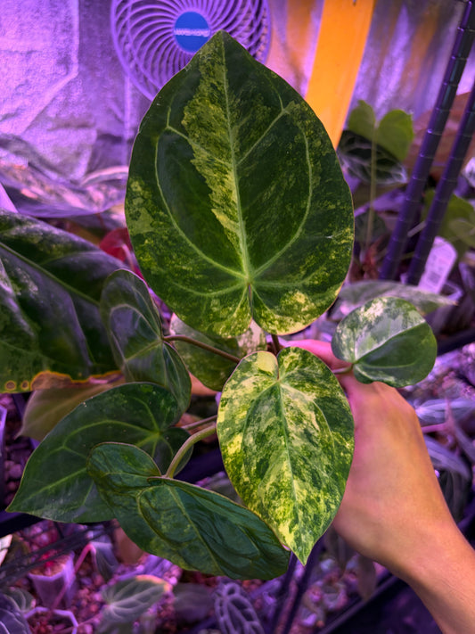 Anthurium papillilaminum var. × carlablackiae