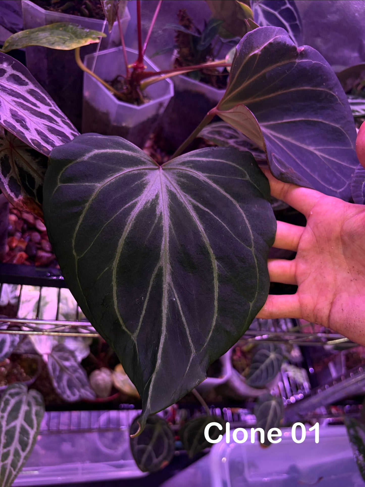 Anthurium King of Spades (HU) 'butterfly’ - selected #5