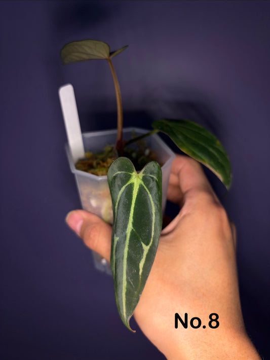 Anthurium carlablackiae (RA5×RA10) × self