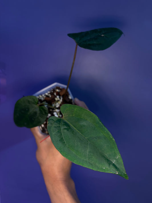 Anthurium Ace of spades (DF × DF) - clone