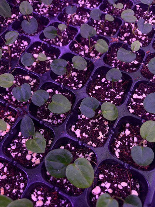 Seedling: carlablackiae (OG5×RA4 × RA6×10)