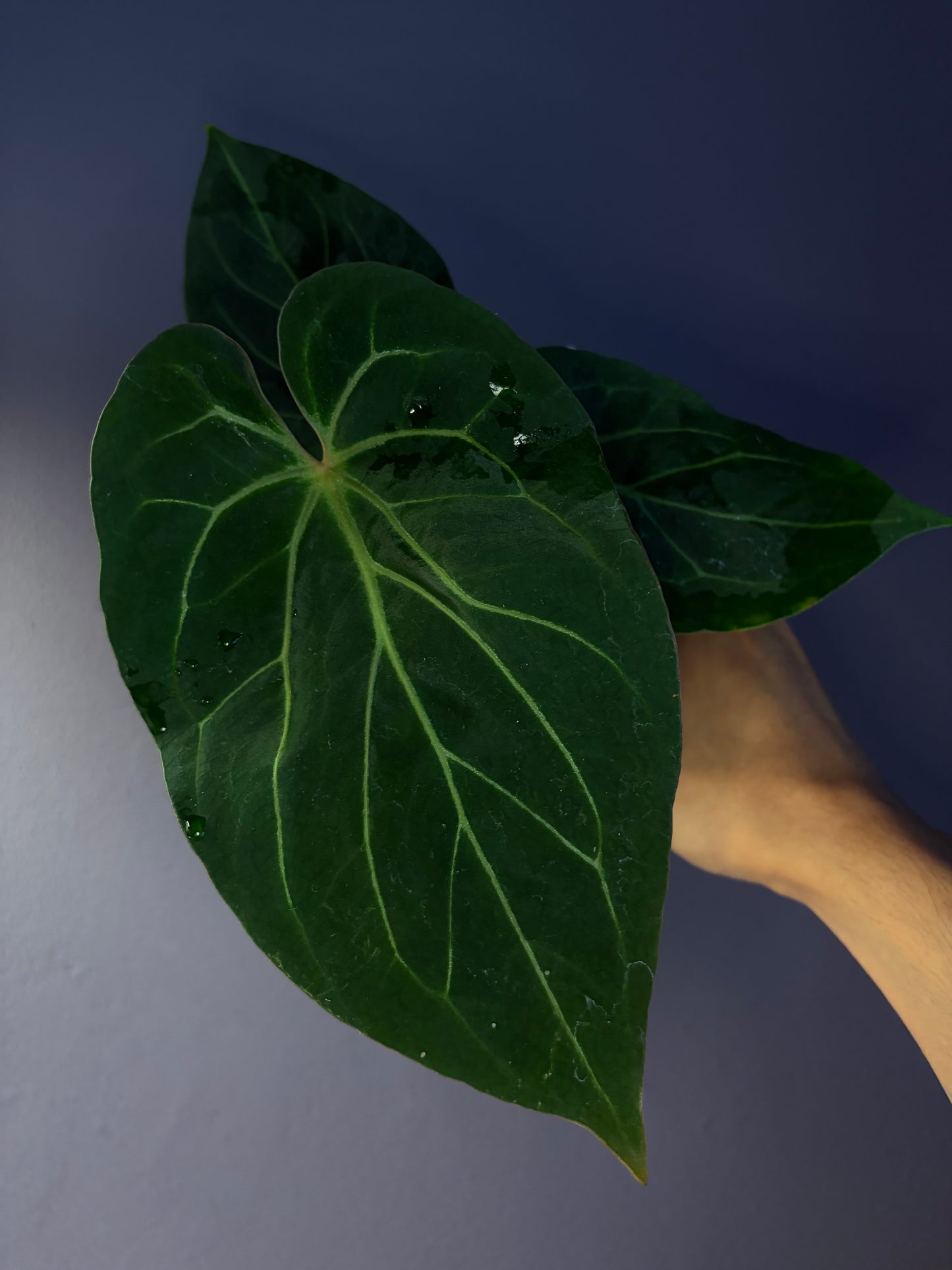 Anthurium King of Spades (KOS) HU ‘Chocolate’