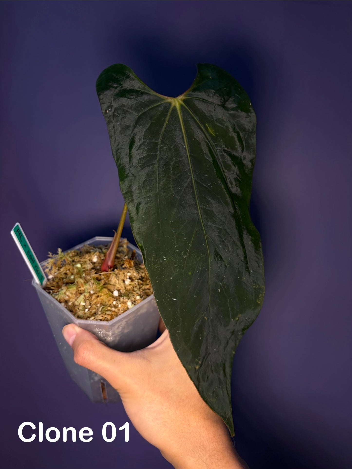 Anthurium papillilaminum ‘Ralph Lynam’ × self (selected #1)