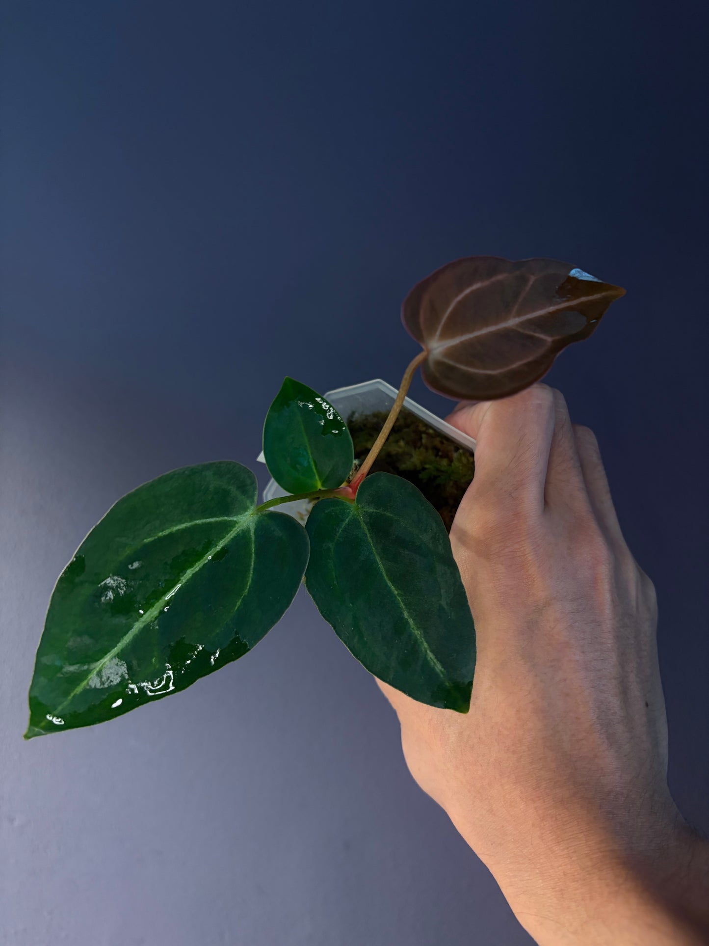 Anthurium Forgetii × Carlablackiae