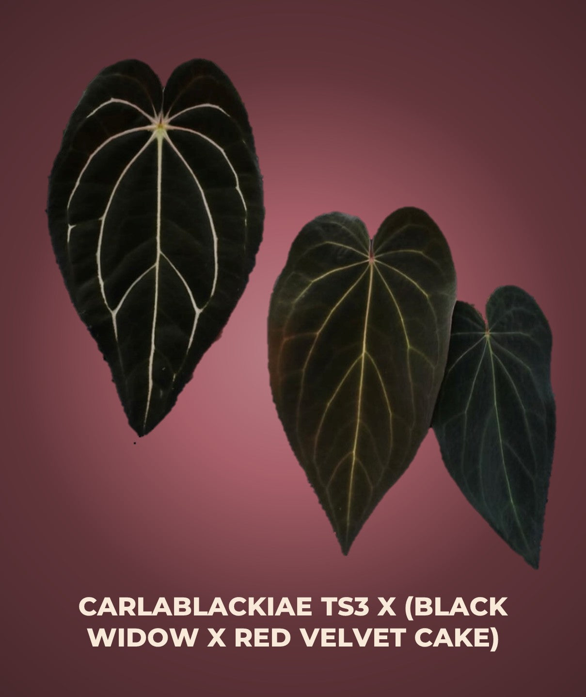 Carlablackiae TS3 x (Black widow x Red velvet cake) seedling