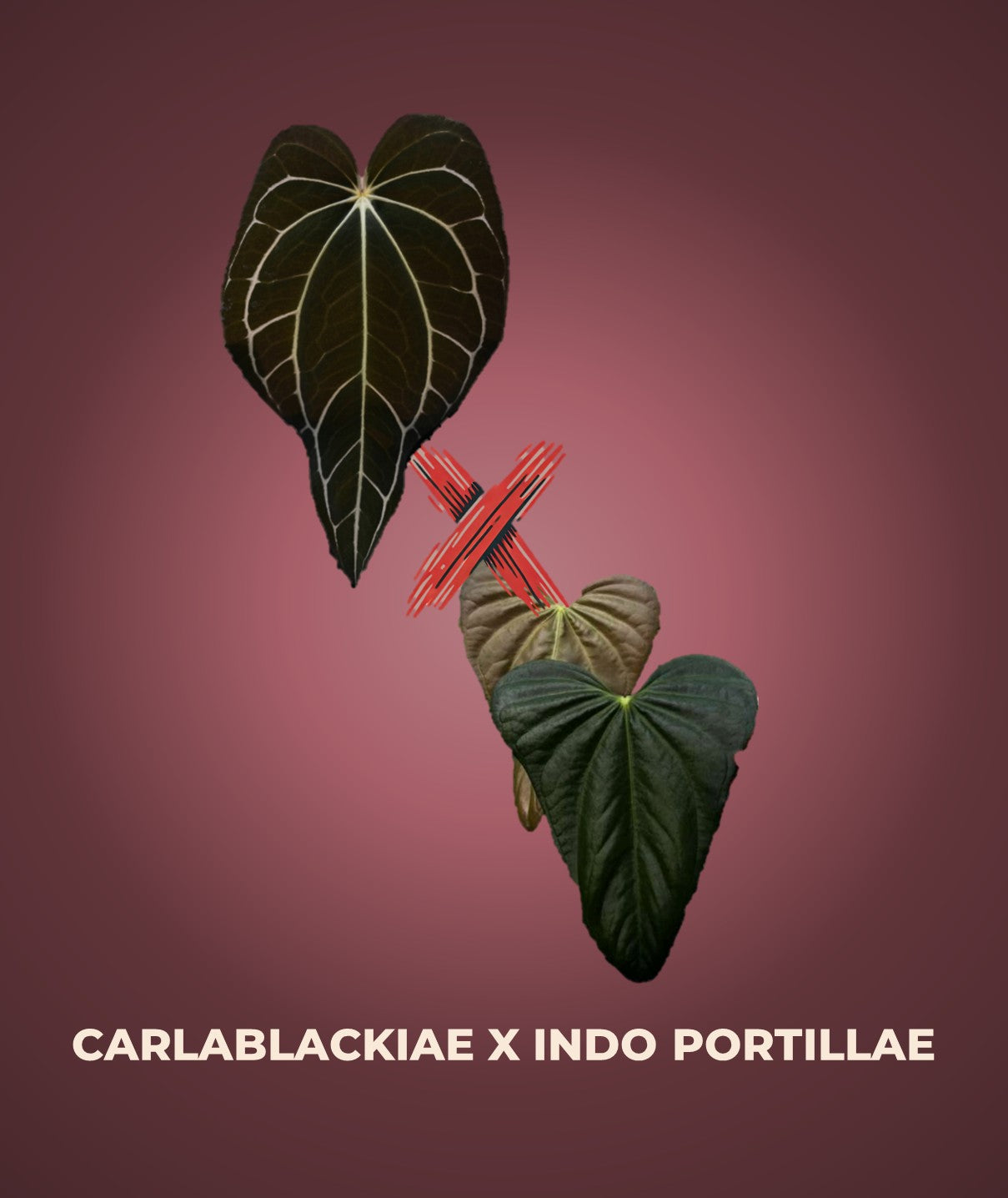 Anthurium carlablackiae × ‘Indo Portillae’