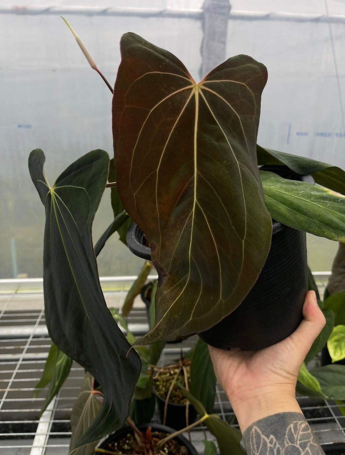 Anthurium papillilaminum ‘Fort Sherman’ × carlablackiae