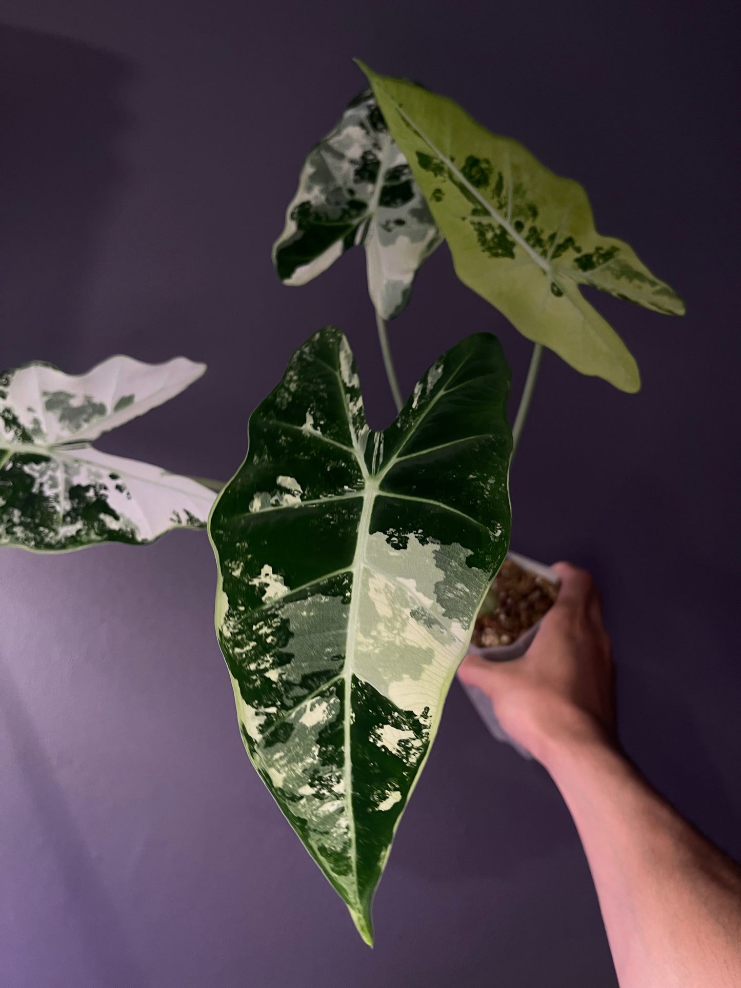 Alocasia Frydek variegata
