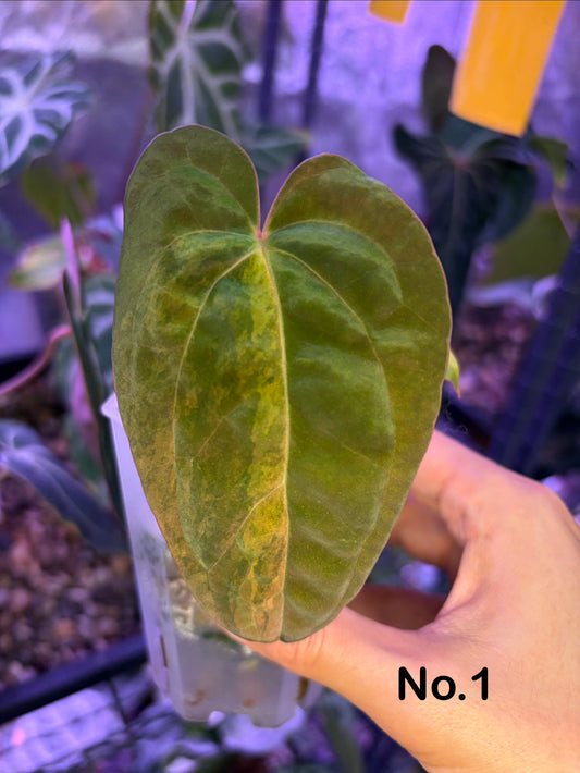 Anthurium papillilaminum var. × ‘Twin Phoenix’