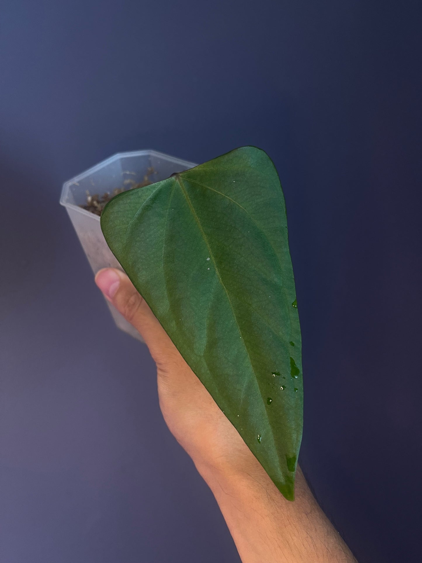 Anthurium ‘Black Sweet’ SF1