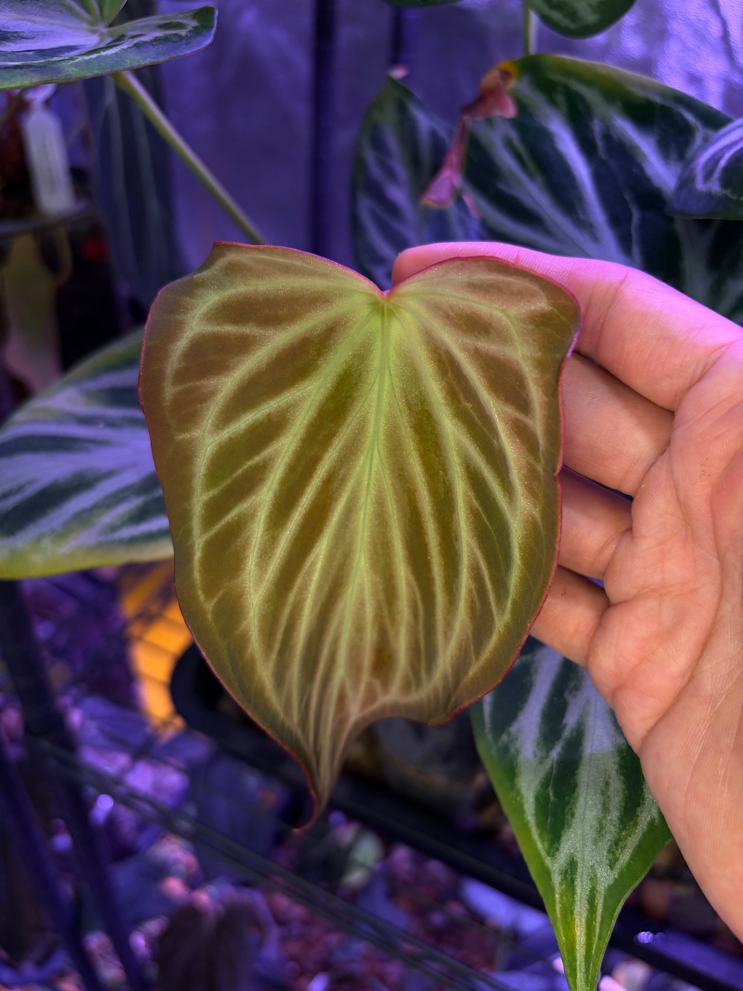 Anthurium Silver butterfly