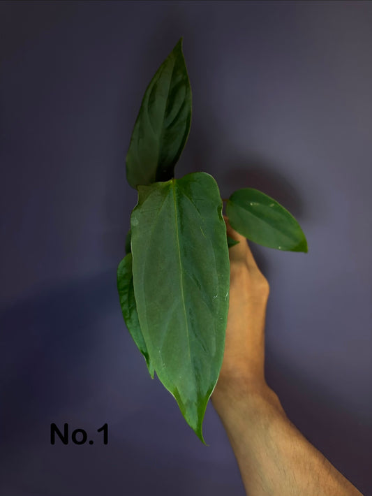 Anthurium subsignatum velvet × papillilaminum ‘Ralph Lynam’ OG