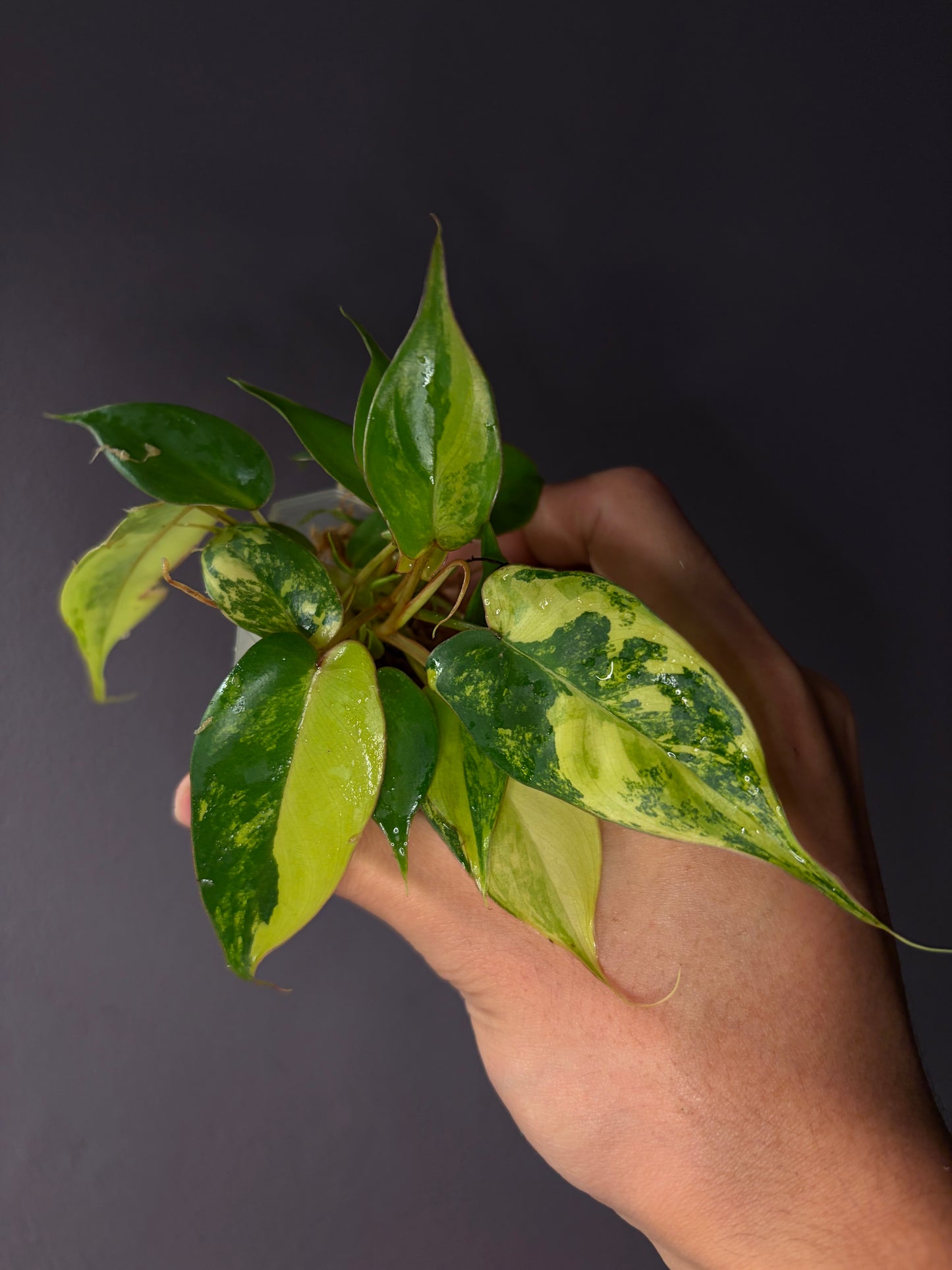 Philodendron ‘Jennifer’ variegata (Billietiae var. x Florida beauty)